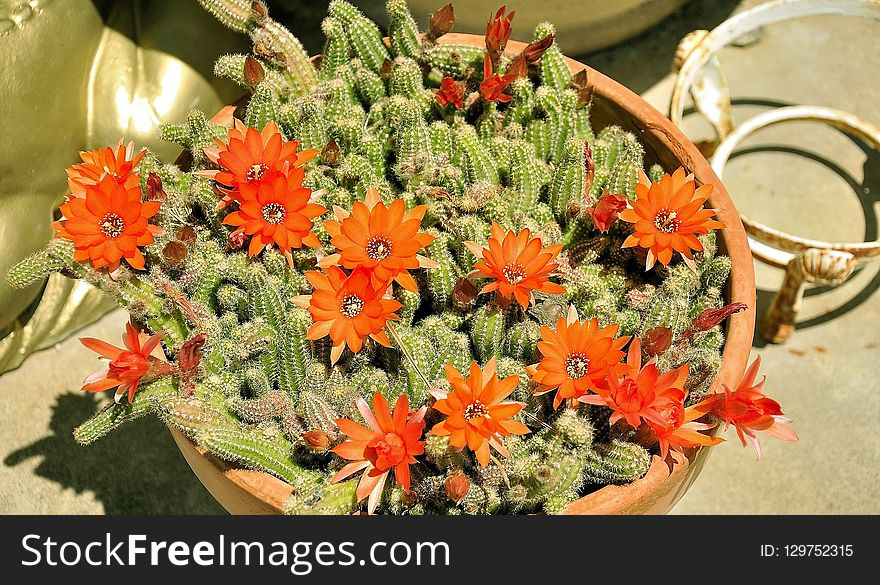 Plant, Flower, Flowering Plant, Hedgehog Cactus