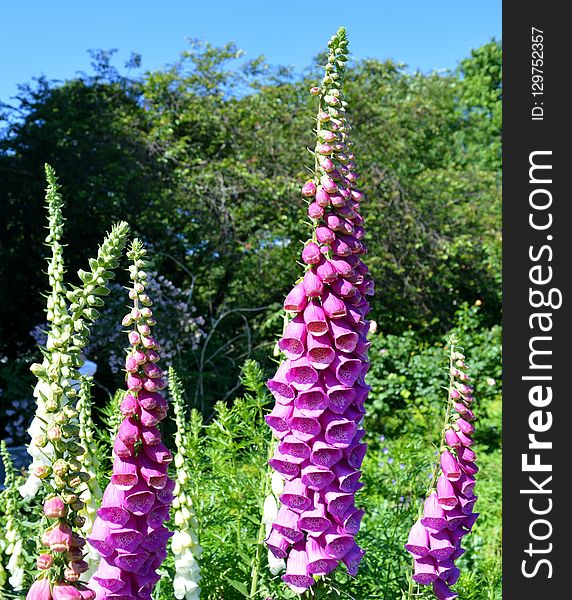 Flower, Plant, Digitalis, Lupin