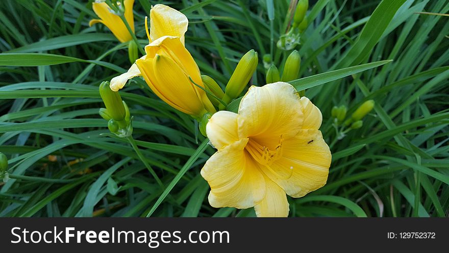 Yellow, Daylily, Flower, Flora
