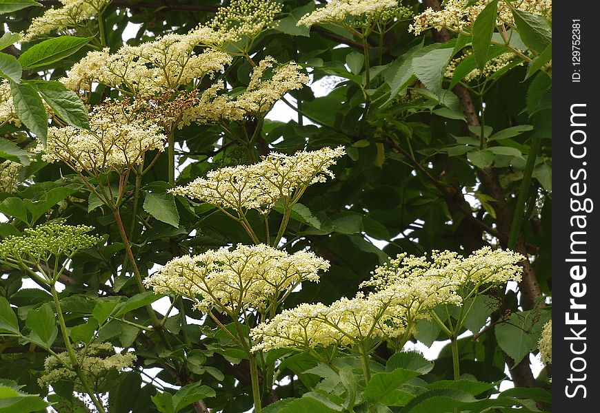 Plant, Nannyberry, Viburnum, Flower