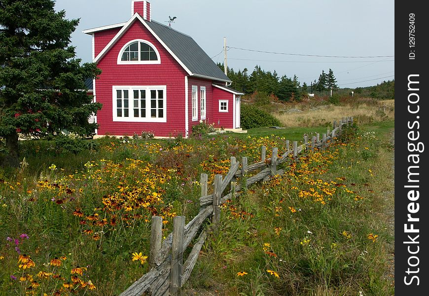 House, Flower, Cottage, Wildflower