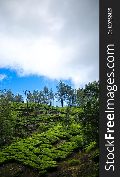 Sky, Vegetation, Nature, Cloud