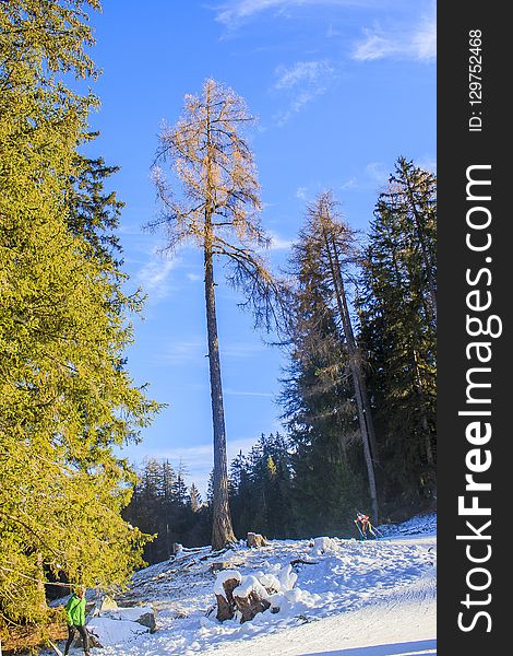 Tree, Nature, Winter, Woody Plant