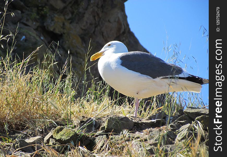 Bird, Ecosystem, Seabird, Beak