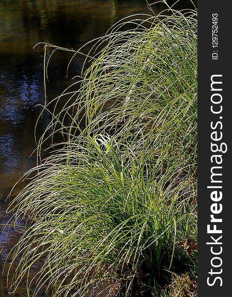 Grass, Water, Plant, Vegetation