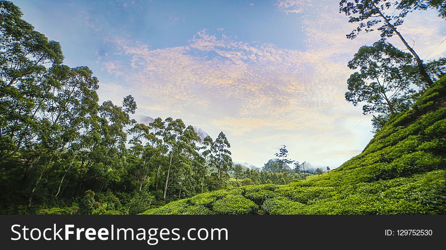 Vegetation, Nature, Sky, Nature Reserve