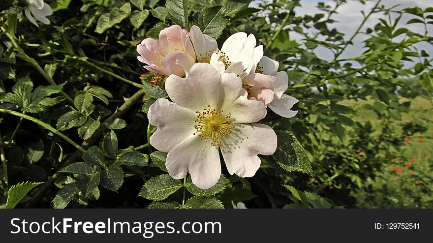 Flower, Rose Family, Rosa Canina, Flowering Plant