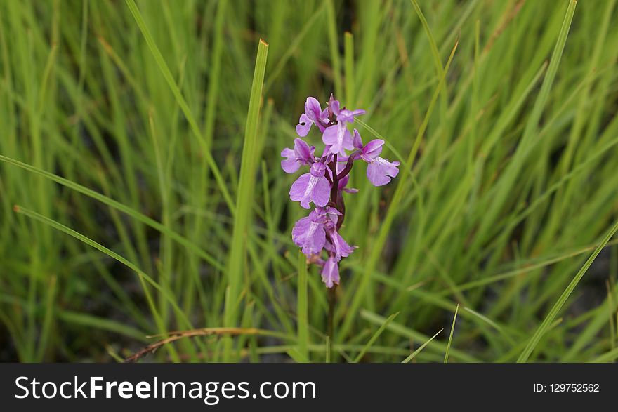 Flower, Plant, Flora, Grass