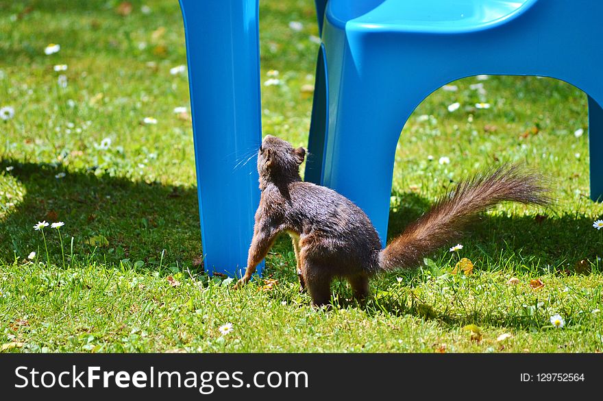 Fauna, Mammal, Grass, Squirrel