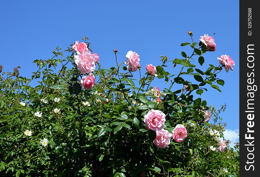 Flower, Plant, Sky, Rose Family