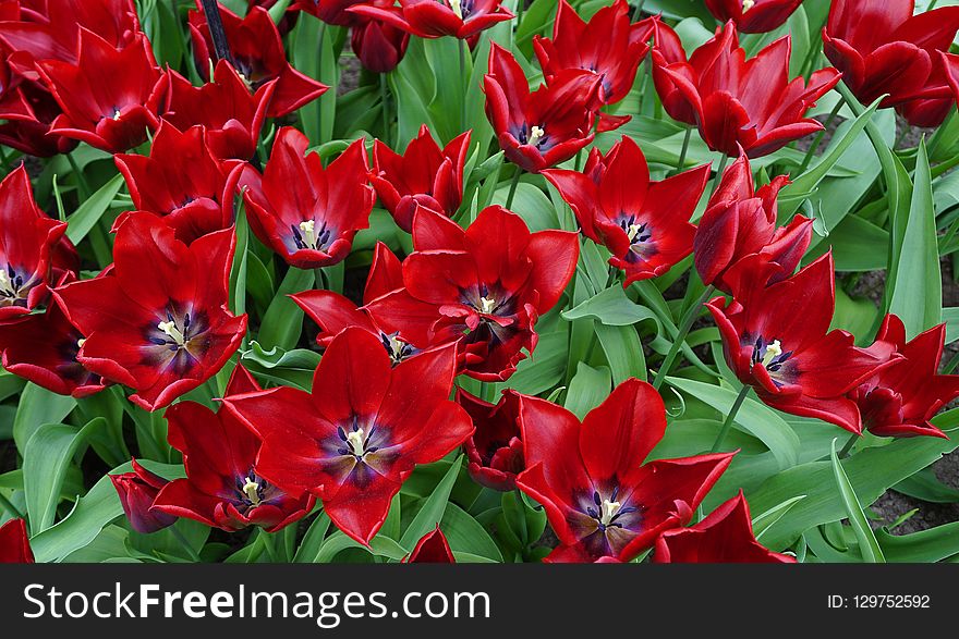 Flower, Plant, Flowering Plant, Tulip