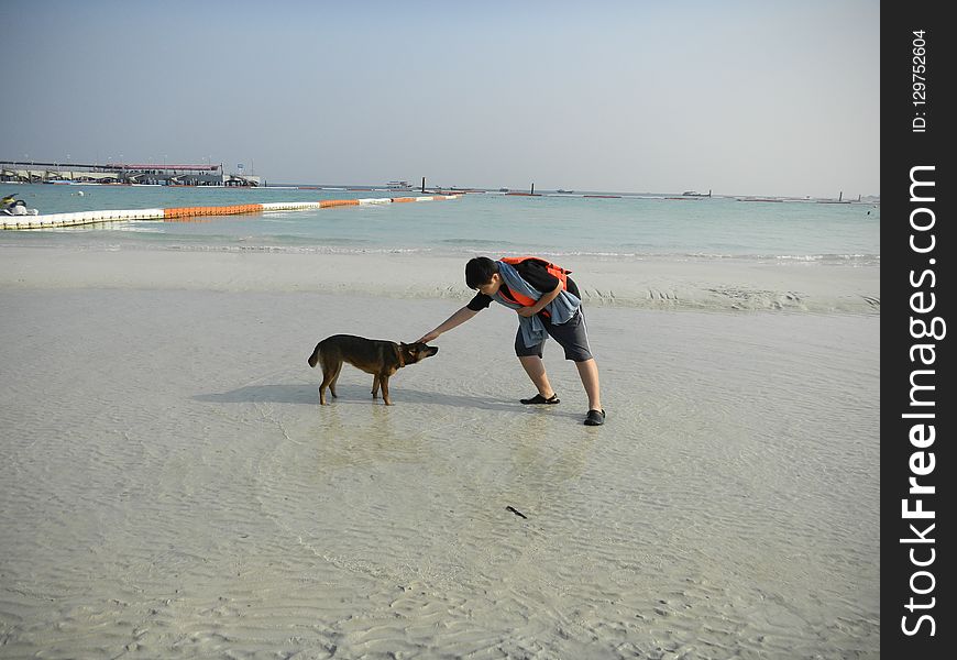 Beach, Dog, Body Of Water, Sand