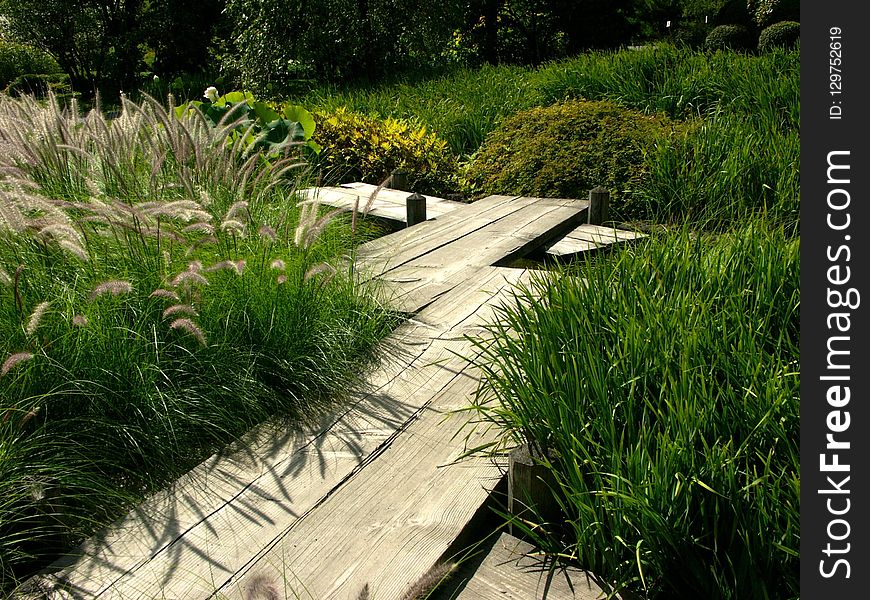 Grass, Vegetation, Plant, Path