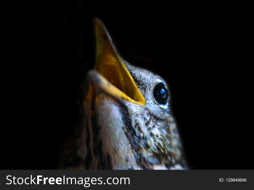 Portrait of mavis (song thrush, Turdus philomelos) on black background, close-up. Portrait of mavis (song thrush, Turdus philomelos) on black background, close-up