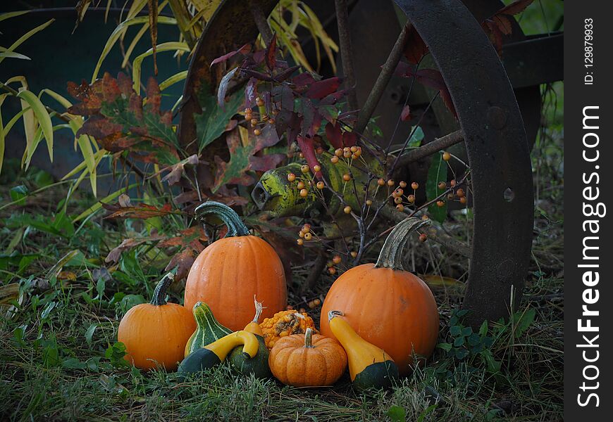 Pumpkins and Gourds with a fall background. Fall setting. Steel Plow wheel as the backdrop.