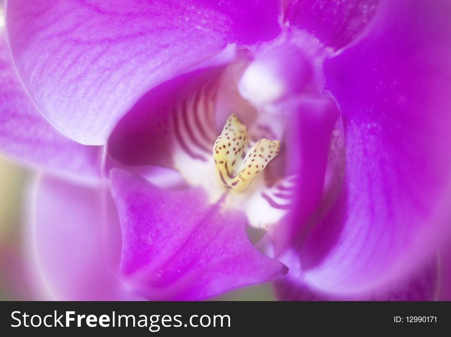 Close up on beautiful pink orchid