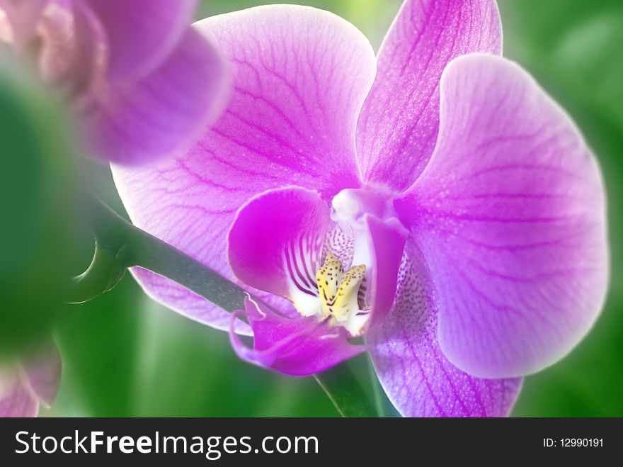 Close up on beautiful pink orchid
