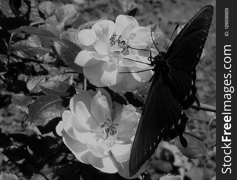 White, Black And White, Flower, Monochrome Photography