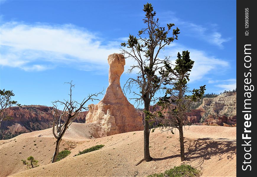 Tree, Sky, Rock, Woody Plant