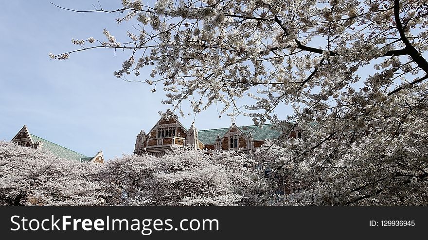 Flower, Plant, Cherry Blossom, Tree