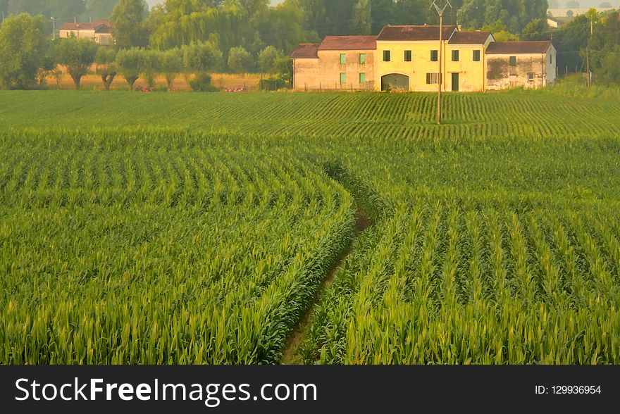 Agriculture, Field, Crop, Paddy Field