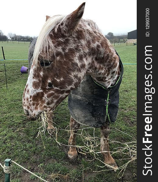 Horse, Horse Like Mammal, Grass, Giraffe