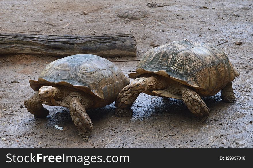 Tortoise, Turtle, Terrestrial Animal, Reptile