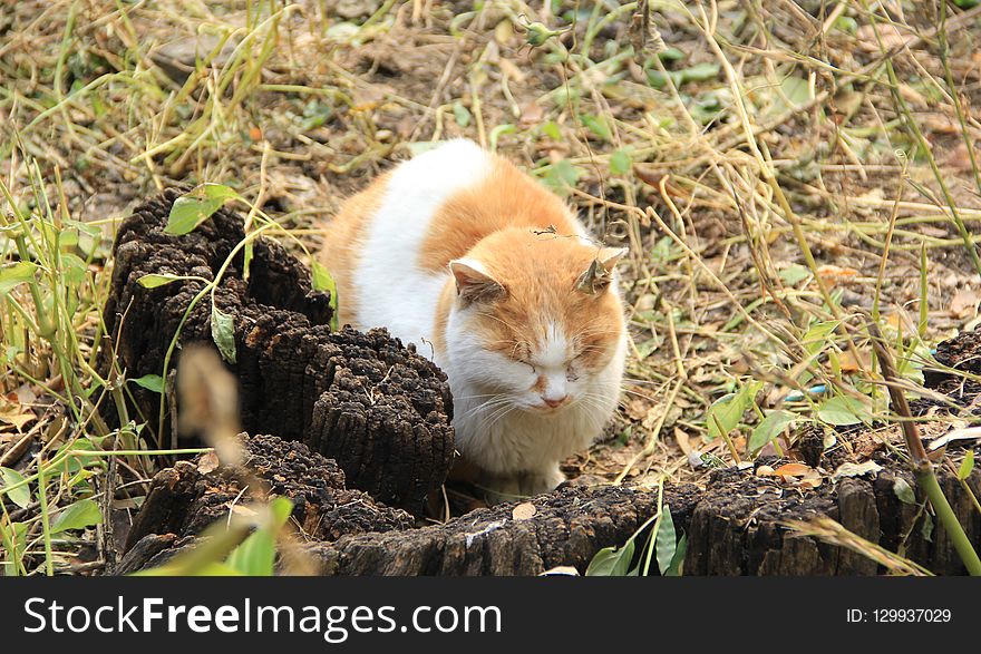 Fauna, Cat, Grass, Small To Medium Sized Cats