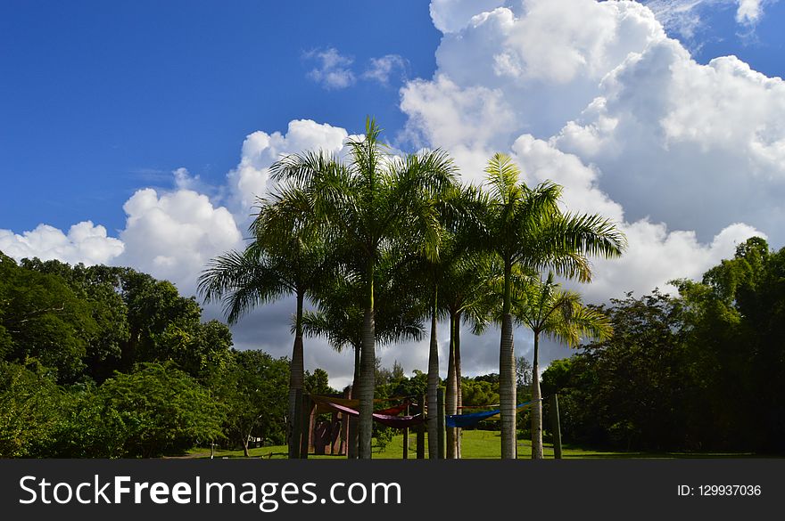 Sky, Cloud, Nature, Tree