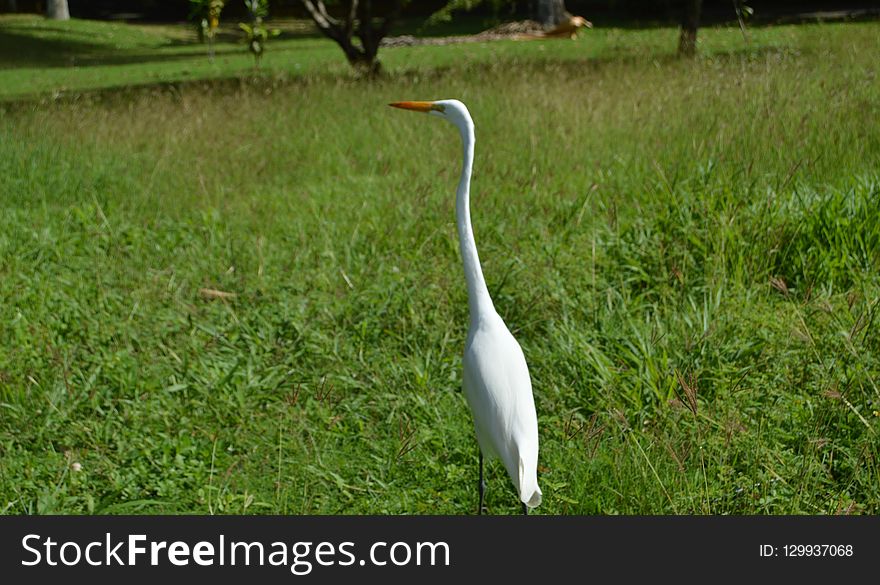 Bird, Ecosystem, Grass, Nature Reserve