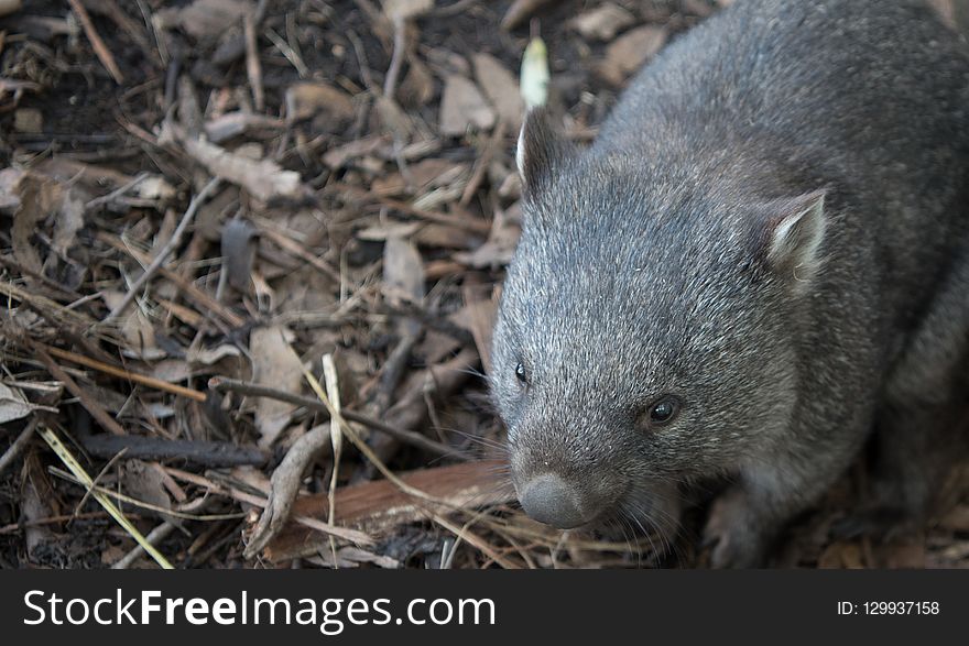 Fauna, Mammal, Marsupial, Wombat