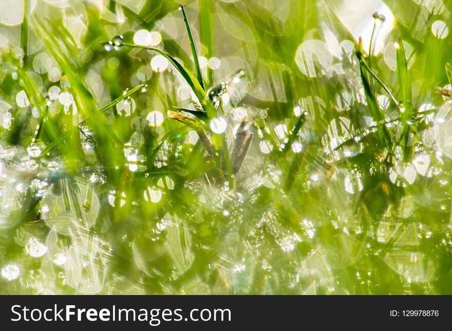 Bokeh background dew drops on grass.