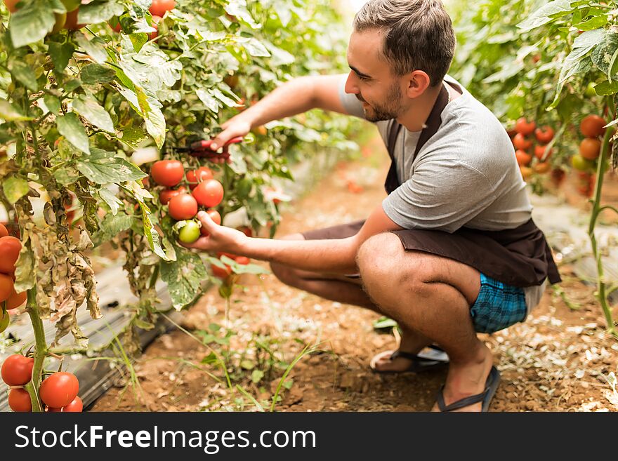 Young man farmer collects with scissors cherry tomatoes in the greenhouse tomatoes in the greenhouse vegetable background