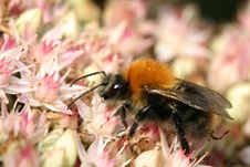 Bumblebee On Sedum Stock Photos Bumblebee On Sedum Stock Photos