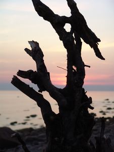 Snag On The Beach Stock Image Snag On The Beach Stock Image