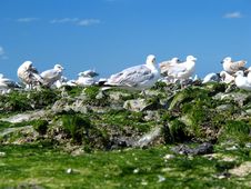 Group Of Seagulls Stock Images