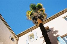 Palm Tree Royalty Free Stock Photography Palm Tree Royalty Free Stock Photography