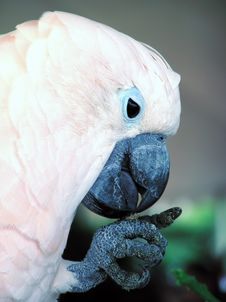 Cockatoo Stock Images Cockatoo Stock Images