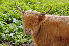 Highland Cow Stock Images