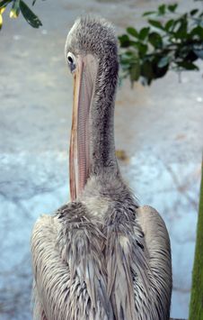 Pelican (Pink-Backed) Royalty Free Stock Images