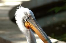 Pelican Portrait Royalty Free Stock Image Pelican Portrait Royalty Free Stock Image