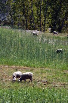 Sheeps Eating Grass Royalty Free Stock Photography Sheeps Eating Grass Royalty Free Stock Photography