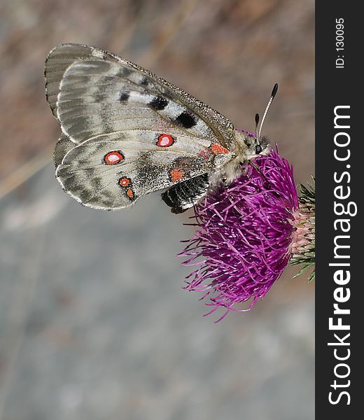 A colourful buttefly posed on a mountain flower in a summer day. A colourful buttefly posed on a mountain flower in a summer day.