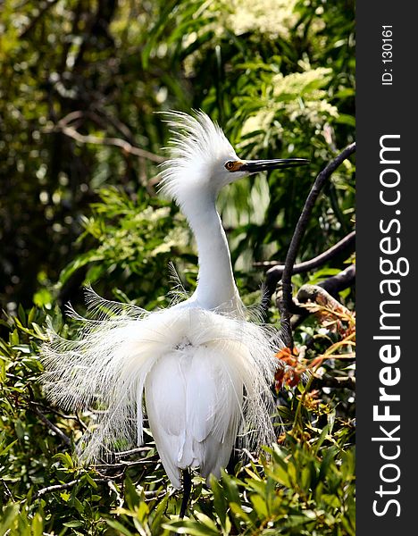 Egret in full breeding plumage. Egret in full breeding plumage