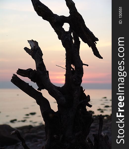 Snag on the beach in the evening