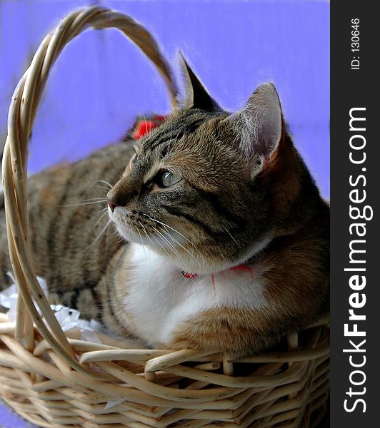 Kitten In Basket