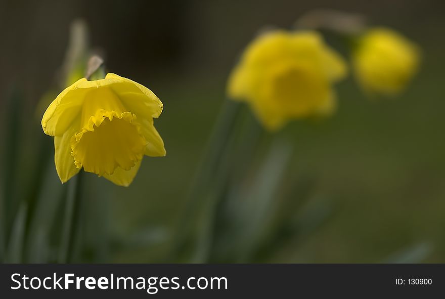 Three Daffodils with one in focus