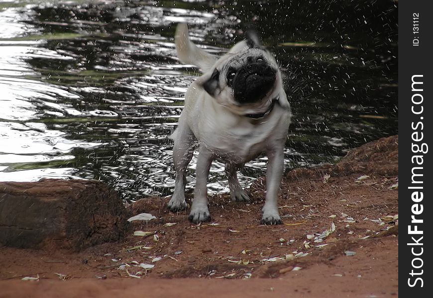 A pug shaking the water out of its fur after a swim. A pug shaking the water out of its fur after a swim.