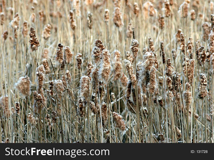 Field of Cattails