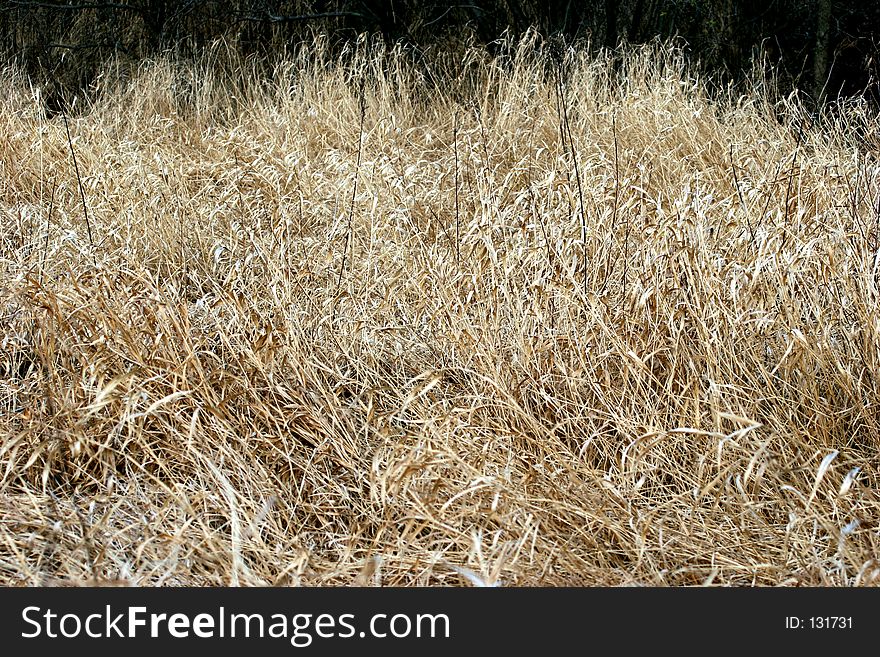 Field Grass 2